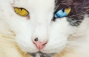 猫の目の色を比較 うちのスコちゃんの瞳はヘーゼル 理系女の猫ブログ スコちゃんの１日