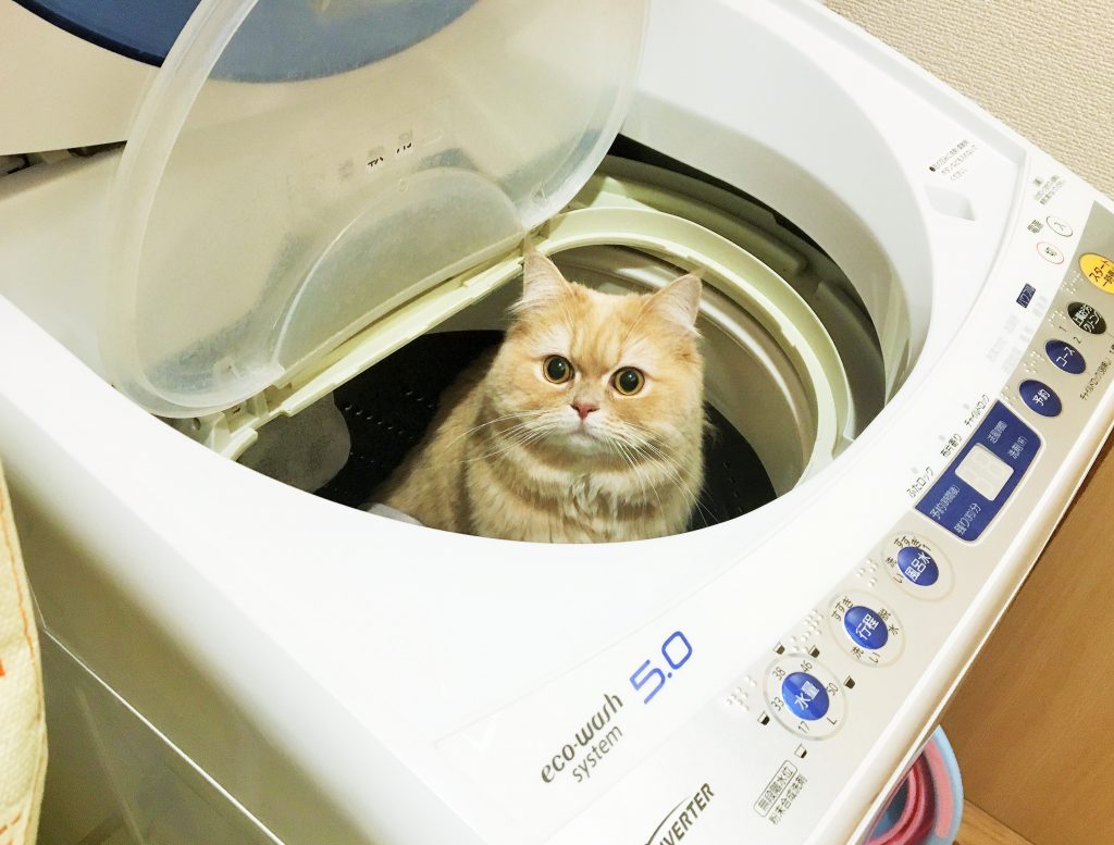 ついに洗濯機の中に入ってしまった | 理系女の猫ブログ～スコちゃんの1日