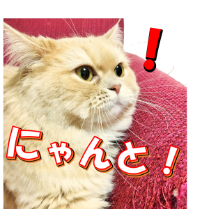 家のトイレにかわいい神様がいた 理系女の猫ブログ スコちゃんの１日