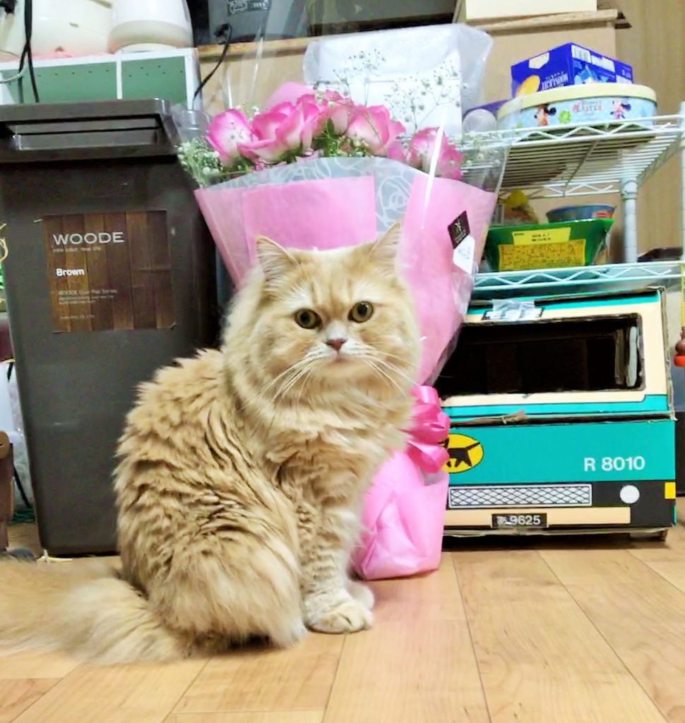 猫にとっては危険 きれいな花には毒がある 理系女の猫ブログ スコちゃんの１日
