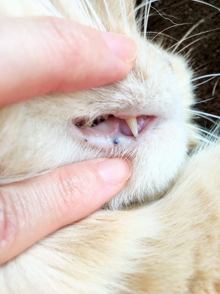 歯茎 近くにできた謎の黒いもの その正体は 理系女の猫ブログ スコちゃんの１日