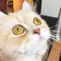 猫の目の色を比較、うちのスコちゃんの瞳はヘーゼル🐱