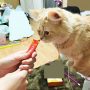今人気の「CIAO (チャオ) ちゅ～る」、ほんとの人気の秘密とは🐾